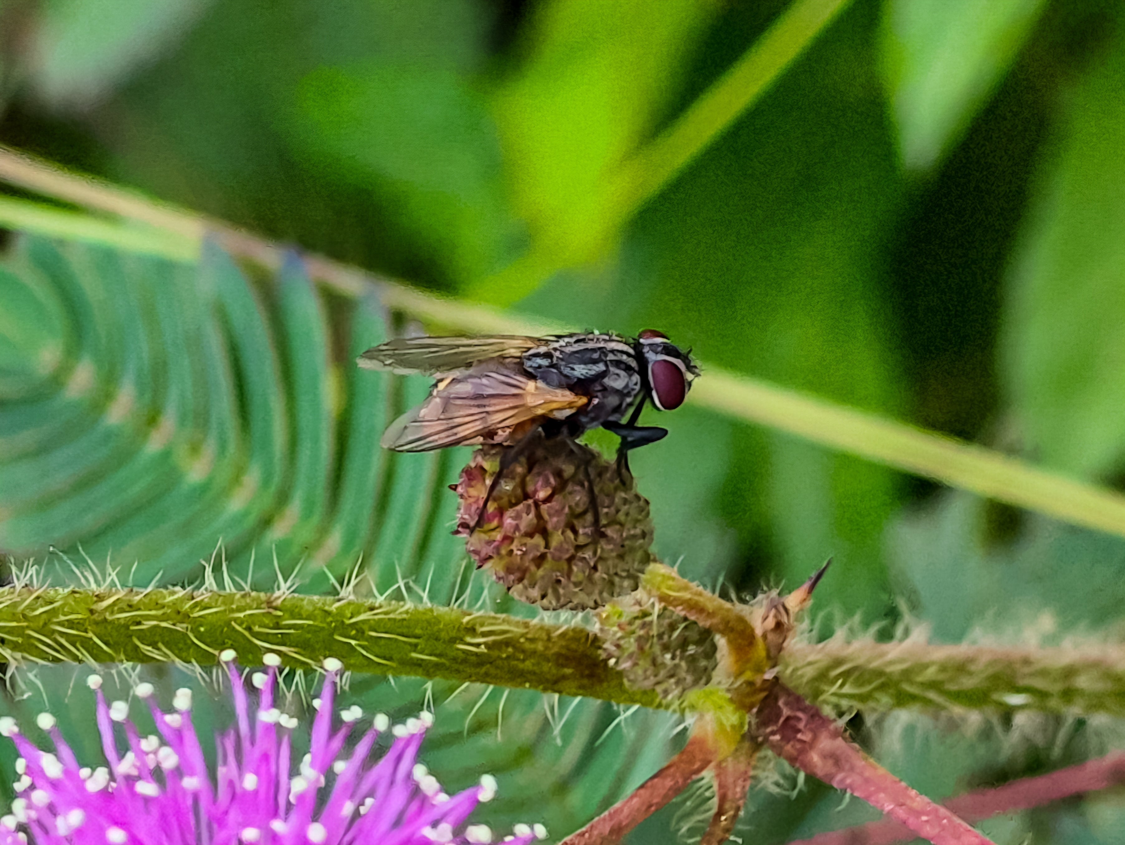 Fly