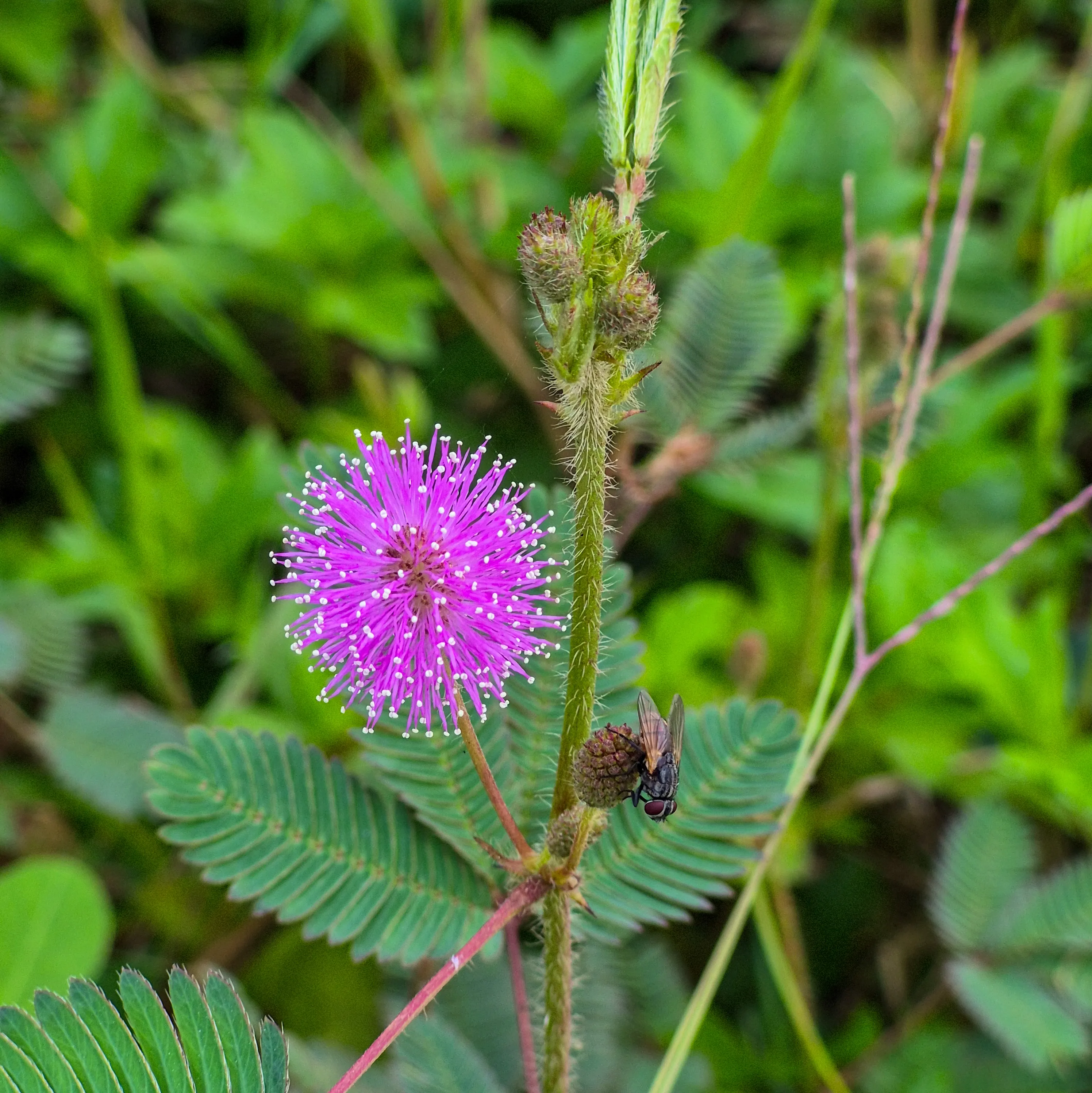 Mimosa pudica - লজ্জাবতী